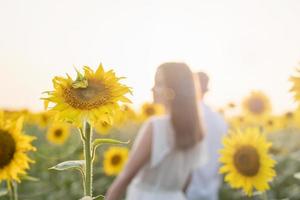 mooi paar dat samen in zonnebloemvelden loopt bij zonsondergang, onscherpe achtergrond foto