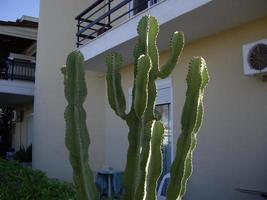 cactus groeit op het eiland rhodos in griekenland foto