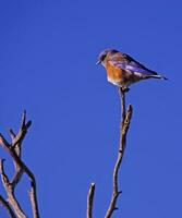 western blauwe vogel mannetje foto