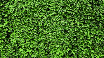 bladeren van een plant krullen op de muur. groene blad achtergrond foto