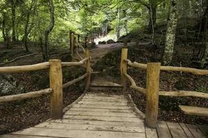 pad met hout in het bos foto