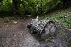 boom omhakken in een wild bos foto