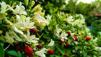 kemuning bloemen of murraya paniculata foto