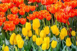 kleurrijke tulpen in de tuin. foto