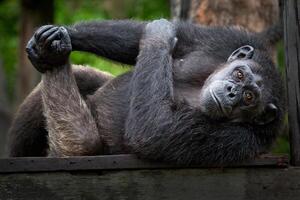 chimpanseemannetjes lagen op het hout. foto