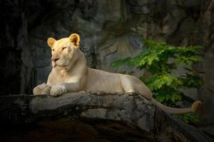 witte vrouwelijke leeuw rustend op rotsen.