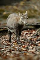 portret van alpine steenbok in dierentuin foto