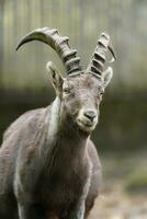 portret van alpine steenbok in dierentuin foto