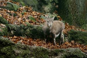 portret van alpine steenbok in dierentuin foto