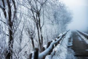 loopbrug naar wintervorst foto