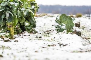 eerste sneeuw op de heuveldorpen. tussen herfst en winter foto