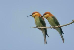 vogel fotografie, vogel afbeelding, meest mooi vogel fotografie, natuur fotografie foto