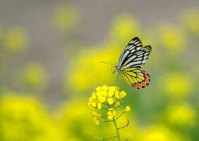 mooi vlinder Aan bloem, mooi vlinder, vlinder fotografie foto