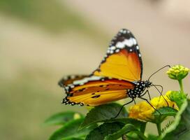 mooi vlinder Aan bloem, mooi vlinder, vlinder fotografie foto