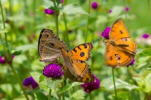 mooi vlinder Aan bloem, mooi vlinder, vlinder fotografie foto