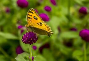 mooi vlinder Aan bloem, mooi vlinder, vlinder fotografie foto