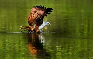 vogel fotografie, vogel afbeelding, meest mooi vogel fotografie, natuur fotografie foto