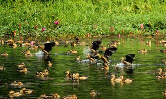 vogel fotografie, vogel afbeelding, meest mooi vogel fotografie, natuur fotografie foto