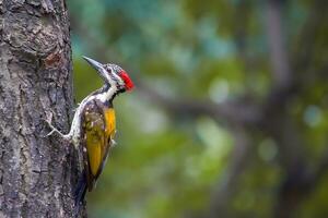 vogel fotografie, vogel afbeelding, meest mooi vogel fotografie, natuur fotografie foto