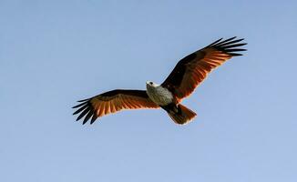 vogel fotografie, vogel afbeelding, meest mooi vogel fotografie, natuur fotografie foto