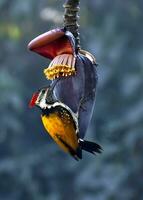 vogel fotografie, vogel afbeelding, meest mooi vogel fotografie, natuur fotografie foto