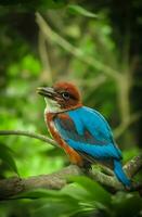 vogel fotografie, vogel afbeelding, meest mooi vogel fotografie, natuur fotografie foto