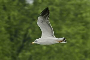 vogel fotografie, vogel afbeelding, meest mooi vogel fotografie, natuur fotografie foto