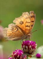 monarch, mooi vlinder fotografie, mooi vlinder Aan bloem, macro fotografie, vrij foto