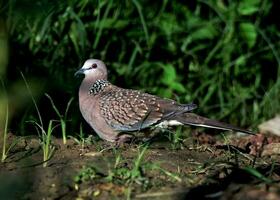 vogel fotografie, vogel afbeelding, meest mooi vogel fotografie, natuur fotografie foto