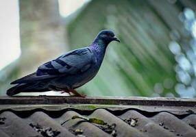 vogel fotografie, vogel afbeelding, meest mooi vogel fotografie, natuur fotografie foto