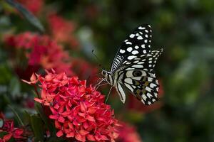 monarch, mooi vlinder fotografie, mooi vlinder Aan bloem, macro fotografie, vrij foto