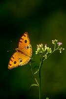 monarch, mooi vlinder fotografie, mooi vlinder Aan bloem, macro fotografie, vrij foto