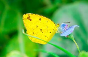 monarch, mooi vlinder fotografie, mooi vlinder Aan bloem, macro fotografie, vrij foto