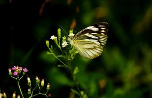 monarch, mooi vlinder fotografie, mooi vlinder Aan bloem, macro fotografie, vrij foto