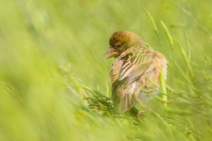 vogel fotografie, vogel foto's, de meeste mooi vogel fotografie, natuur fotografie foto