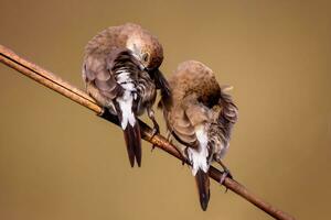 vogel fotografie, vogel foto's, de meeste mooi vogel fotografie, natuur fotografie foto