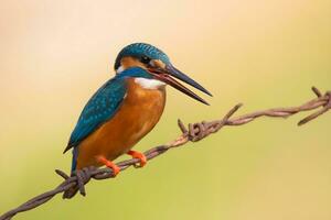 vogel fotografie, vogel foto's, de meeste mooi vogel fotografie, natuur fotografie foto