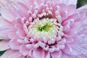 roze chrysant bloem bloemblaadjes foto