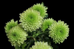 meerdere takjes van groen chrysant bloemen foto