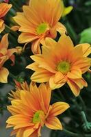 meerdere takjes van oranje chrysant bloemen foto