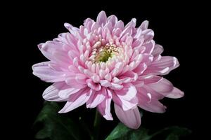 roze chrysant bloem bloemblaadjes foto