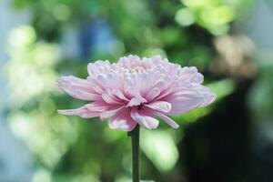 roze chrysant bloem bloemblaadjes foto