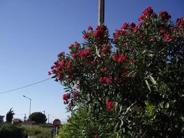 tropische bloemen op het eiland rhodos in griekenland foto