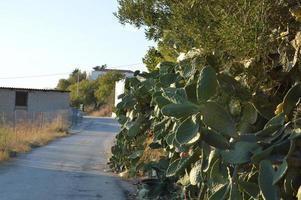 opuntia cactus op het eiland rhodos in griekenland foto