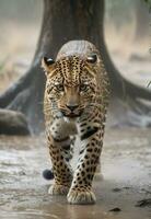 ai gegenereerd luipaard aanval, realistisch afbeeldingen van wild dier aanvallen foto