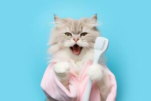 ai gegenereerd huisdier zorg concept. kat in badjas met tandenborstel in hand. ai gegenereerd foto