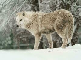 portret van arctisch wolf in sneeuw foto