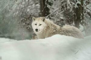 portret van arctisch wolf in sneeuw foto