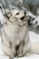 portret van arctisch vos in sneeuw foto