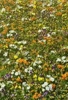 de structuur van een groot aantal van verschillend kleurrijk bloemen geplant in een bloem bed foto